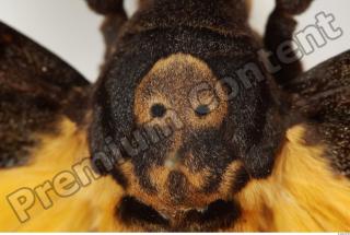 Death-head Hawkmoth - Acherontia atropos 0005